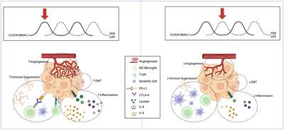 Review: therapeutic approaches for circadian modulation of the glioma microenvironment